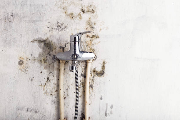 Best Mold Removal Company Near Me  in Genoa, OH