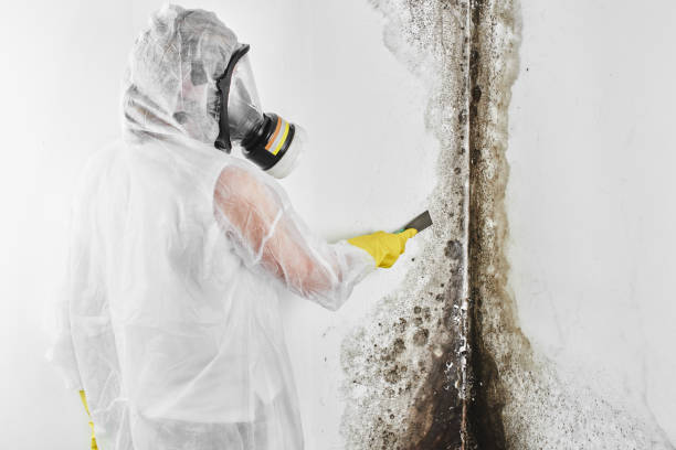 Best Emergency Mold Removal  in Genoa, OH