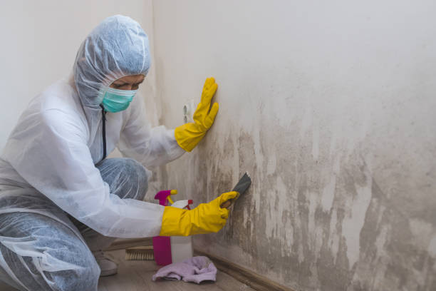 Best Mold Cleaning Services  in Genoa, OH