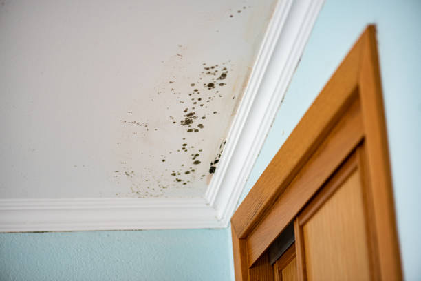 Best Black Mold Removal  in Genoa, OH