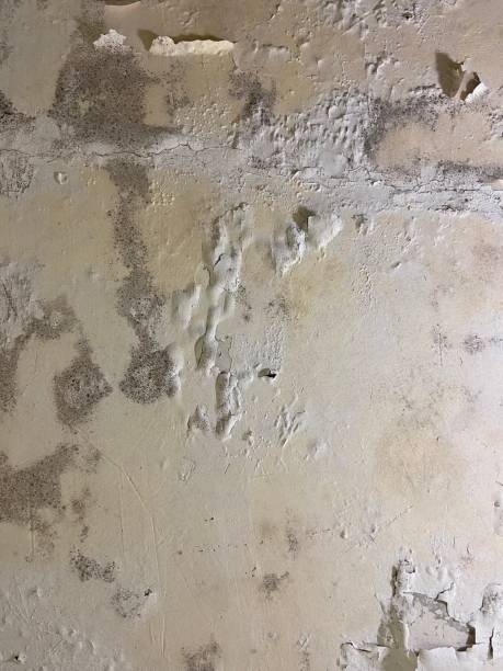 Best Affordable Mold Removal  in Genoa, OH